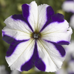 Petunia TriTunia Blue Star PLT
