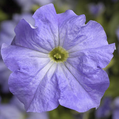 Petunia TriTunia Sky Blue PLT