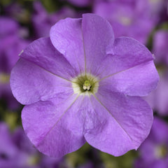 Petunia TriTunia Lavender PLT