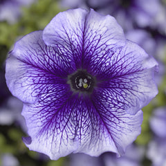 Petunia TriTunia Blue Vein PLT