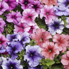 Petunia TriTunia Veined Mix PLT