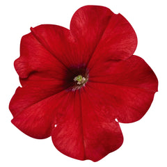 Petunia Celebrity Red PLT