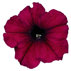Petunia Celebrity Burgundy PLT
