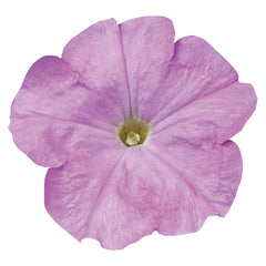 Petunia Celebrity Lilac PLT