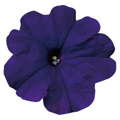 Petunia Celebrity Blue PLT