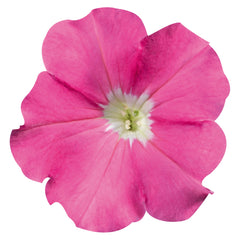 Petunia Celebrity Pink PLT