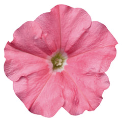 Petunia Celebrity Salmon PLT