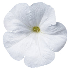 Petunia Celebrity White PLT