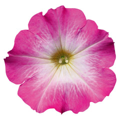 Petunia Celebrity Pink Morn PLT