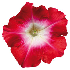 Petunia Celebrity Red Morn PLT