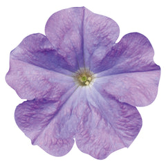 Petunia Celebrity Sky Blue PLT