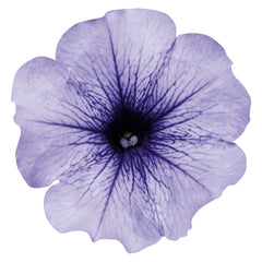 Petunia Celebrity Blue Ice PLT