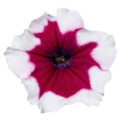 Petunia Celebrity Burgundy Frost PLT