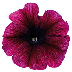 Petunia Celebrity Plum Ice PLT