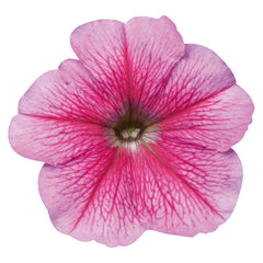 Petunia Celebrity Strawberry Ice PLT