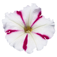 Petunia Celebrity Burgundy Star PLT