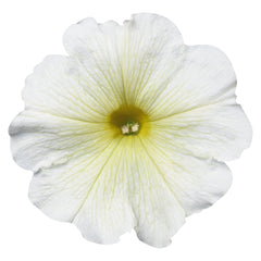 Petunia Celebrity Yellow PLT
