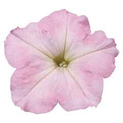 Petunia Celebrity Chiffon Morn PLT