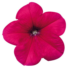 Petunia Celebrity Rose PLT