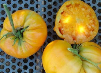 Tomato Kellogg's Breakfast