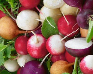 Radish Fiesta Blend
