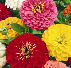 Zinnia Pumila Mix, Cut and Come Again