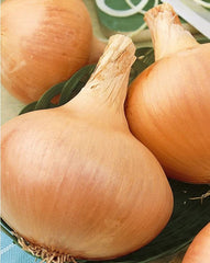 Onion Texas Early Grano 502