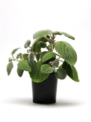 Plectranthus Silver Shield PLT