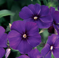 Phlox 21st Century Blue Primed