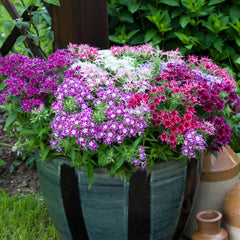 Phlox Popstars Formula Mix