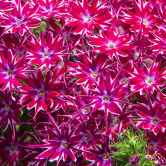 Phlox Popstars Purple