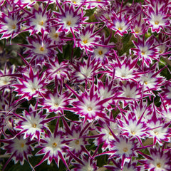 Phlox Popstars Purple w/Eye