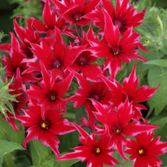 Phlox Popstars Red