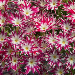 Phlox Popstars Rose w/Eye