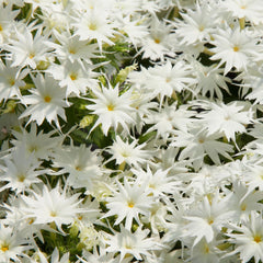 Phlox Popstars Pure White