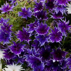 Phlox Popstars Deep Blue