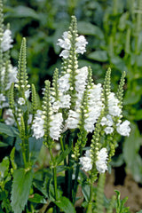 Physostegia Crystal Peak White