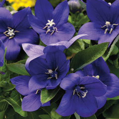 Platycodon Astra Blue