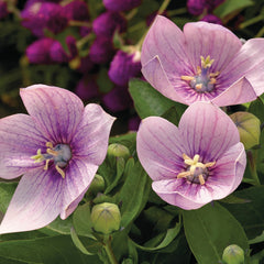 Platycodon Astra Pink