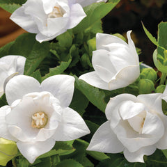 Platycodon Astra Semi-Double White