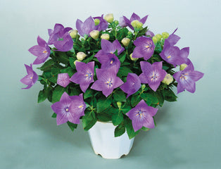 Platycodon Sentimental Blue
