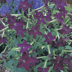 Nicotiana Perfume Deep Purple PLT.