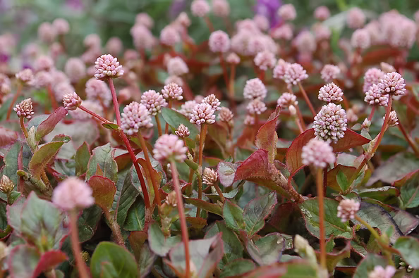 Polygonum capitatum Pink Pinhead – Vis Seed