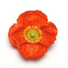 Poppy, Iceland Champagne Bubbles Orange PRIMED