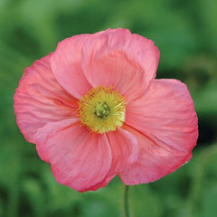 Poppy, Iceland Champagne Bubbles Pink PRIMED