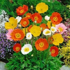 Poppy, Iceland Champagne Bubbles Mix PRIMED
