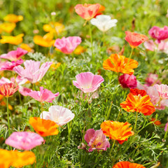 Poppy, Eschscholzia Mission Bells Mix