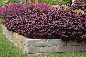 Alternanthera Purple Prince