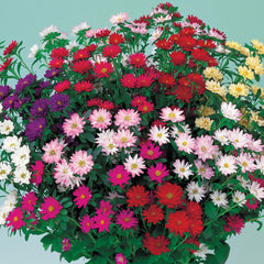 Aster Serenade Mix
