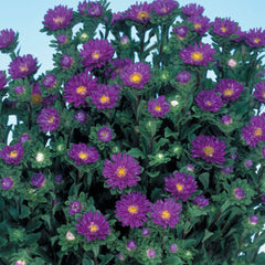 Aster Serenade Blue Improved